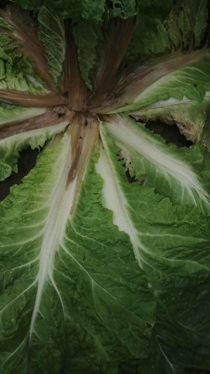 冒昧问一下,白菜软腐病害如何治求问!