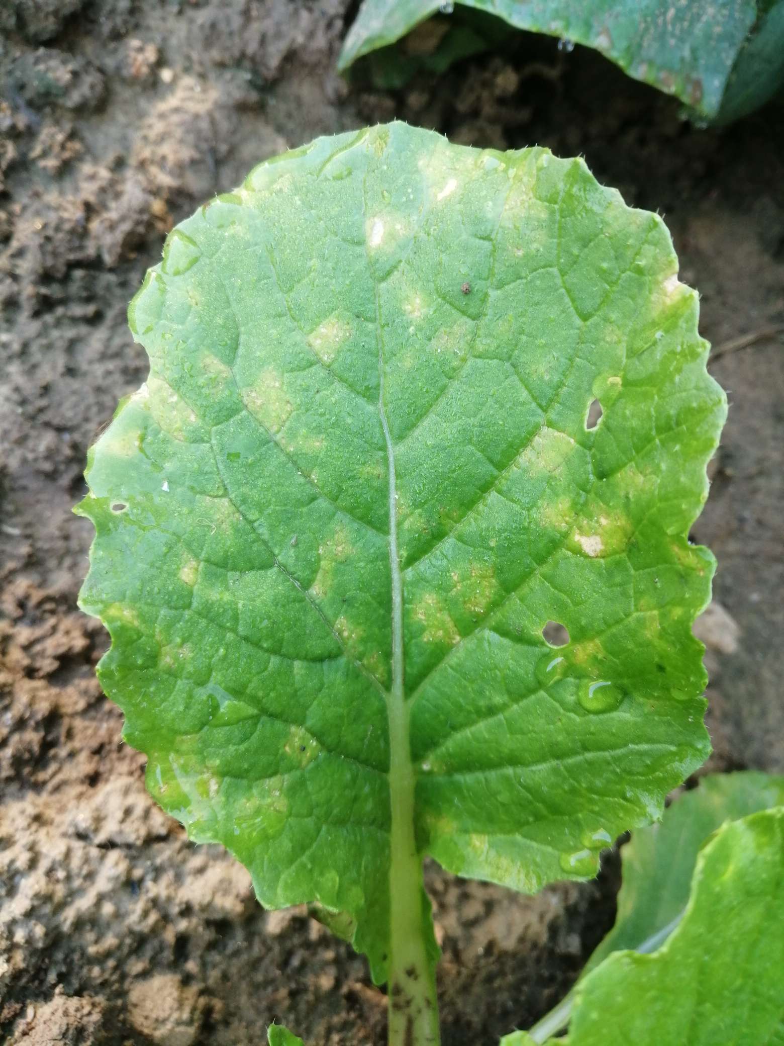 老师,大白菜叶片上有黄斑背面没有霉层感谢您