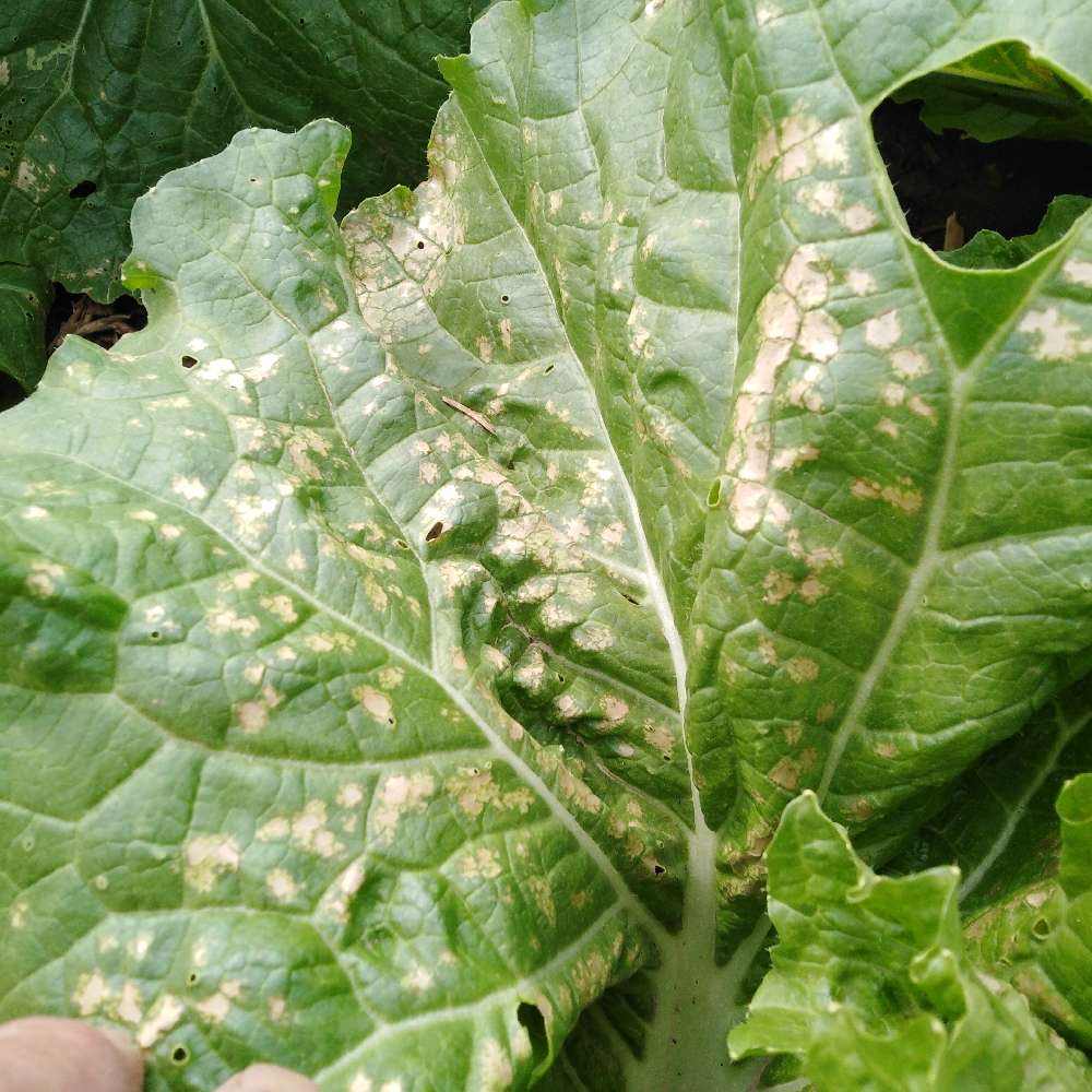 老师麻烦看一下,白菜叶上有不规则的黄斑,严重的透明比纸还薄万分感谢