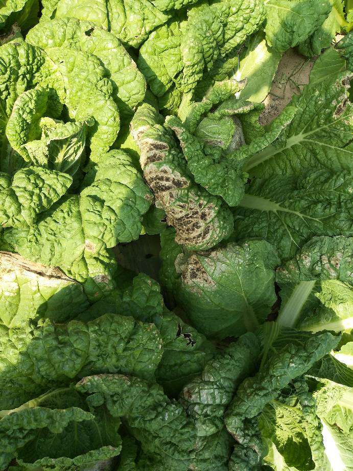 请问一下,叶面出现烂斑块,大白菜烧心是咋了?感谢您