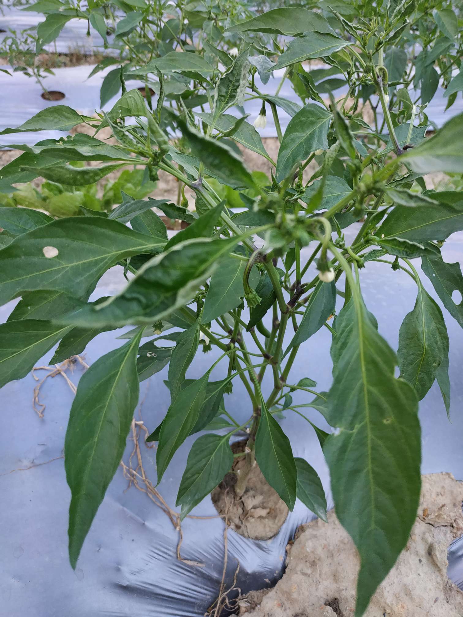 专家你好,辣椒上部叶片卷缩辛苦老师啦!