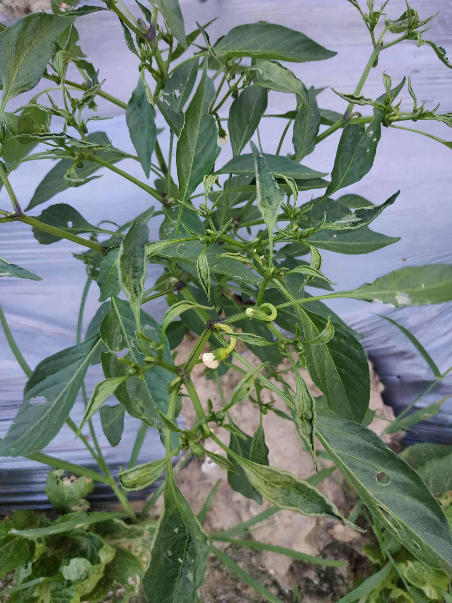 专家你好,辣椒上部叶片卷缩辛苦老师啦!