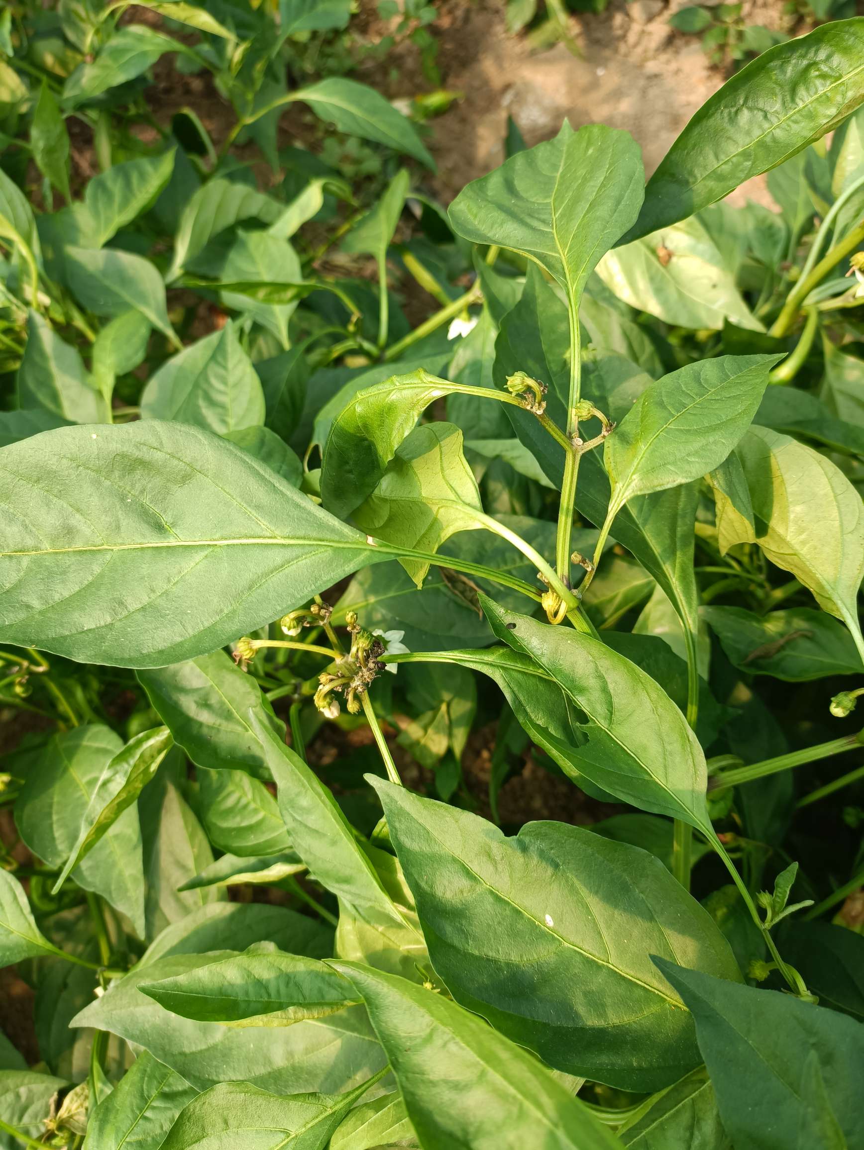 老师麻烦看一下,辣椒生长点萎缩发黄,心叶卷缩,生长停滞在此感谢!