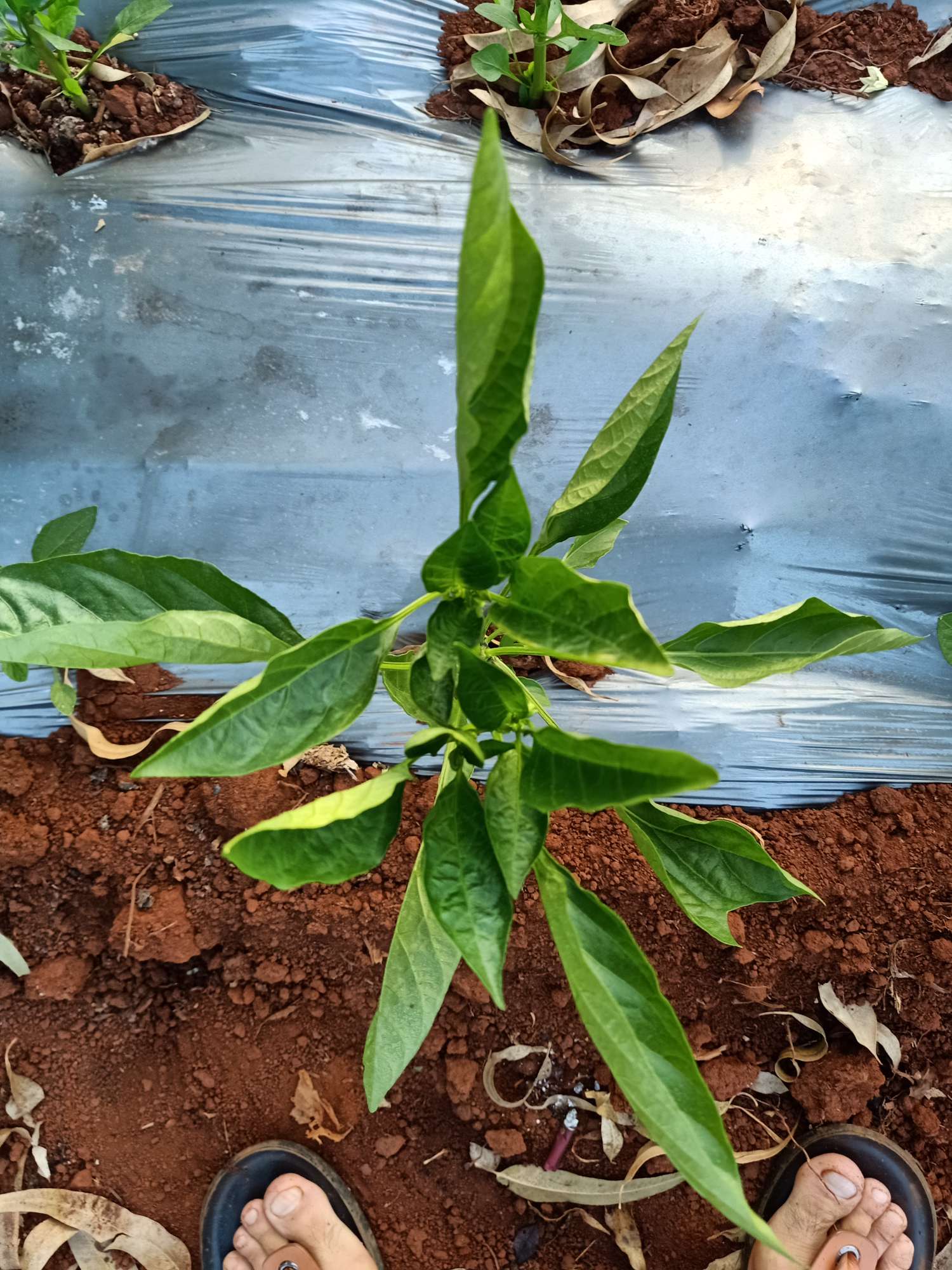 您好请教一个问题辣椒叶子卷卷的不长这是什么病谢谢教授