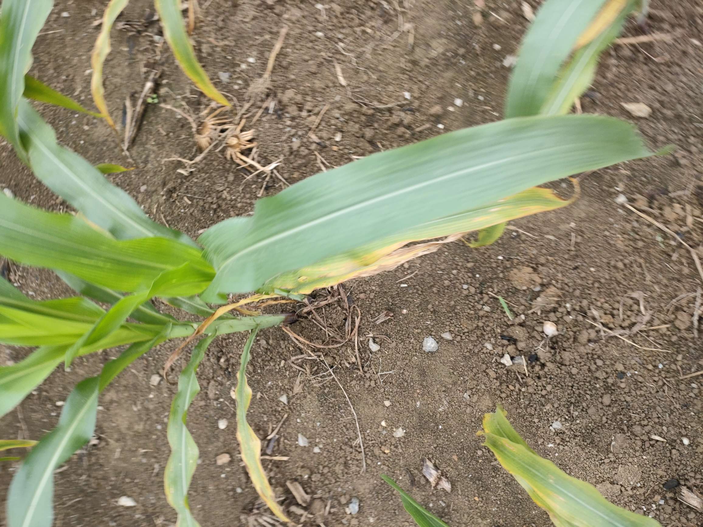 冒昧问一下大家帮判断一下这块的玉米是否是缺钾症状感谢您