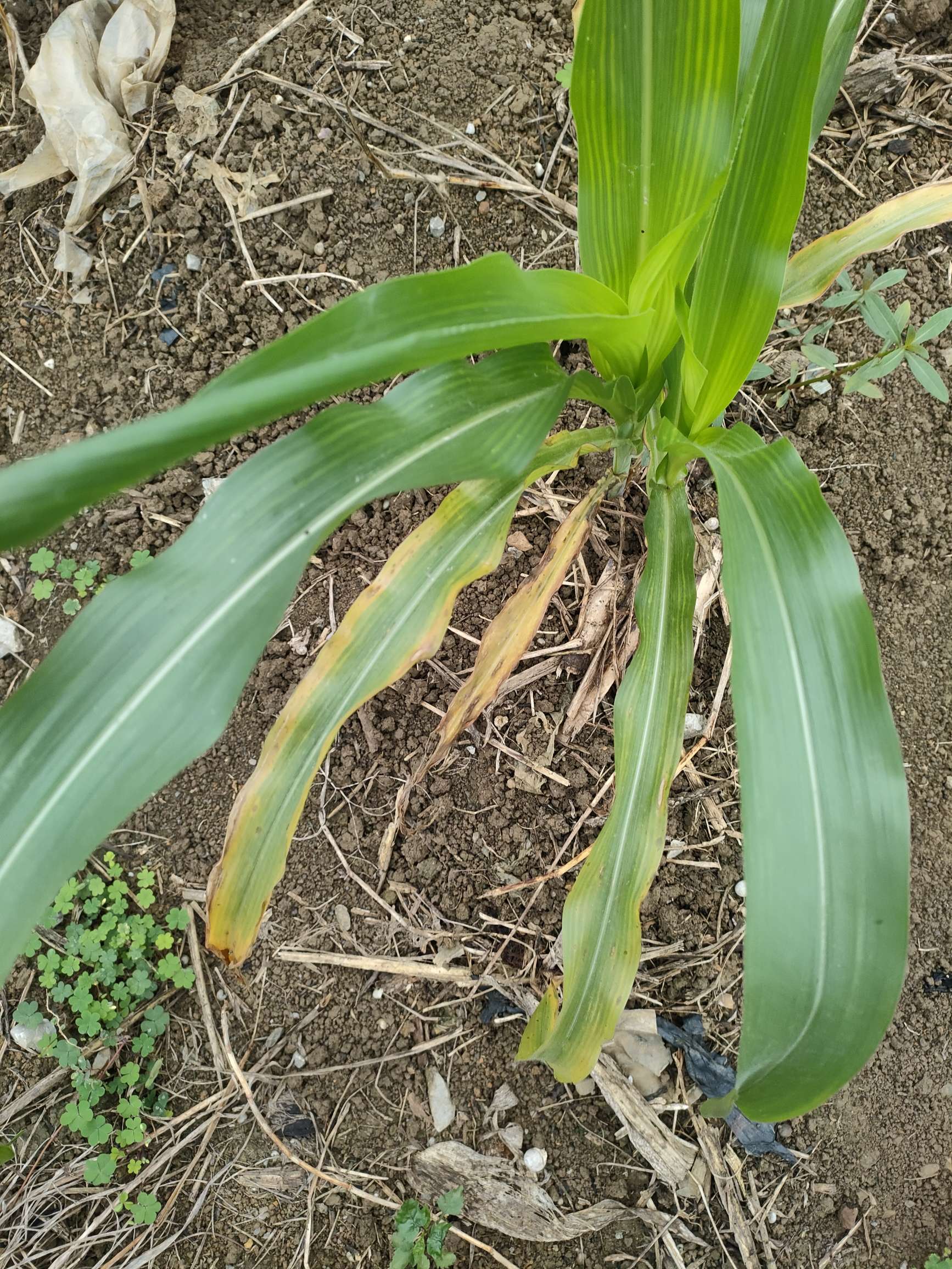 冒昧问一下大家帮判断一下这块的玉米是否是缺钾症状感谢您