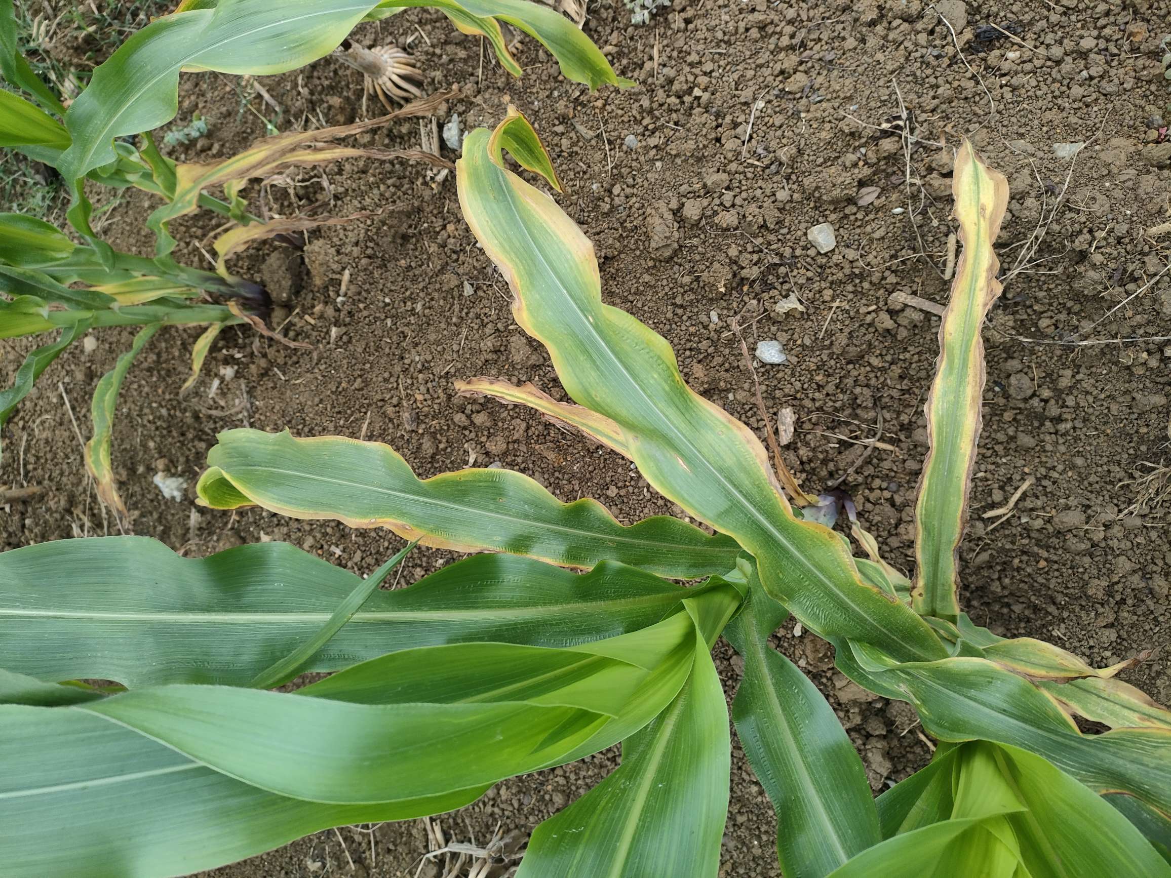 冒昧问一下,大家帮判断一下.这块的玉米是否是缺钾症状感谢您