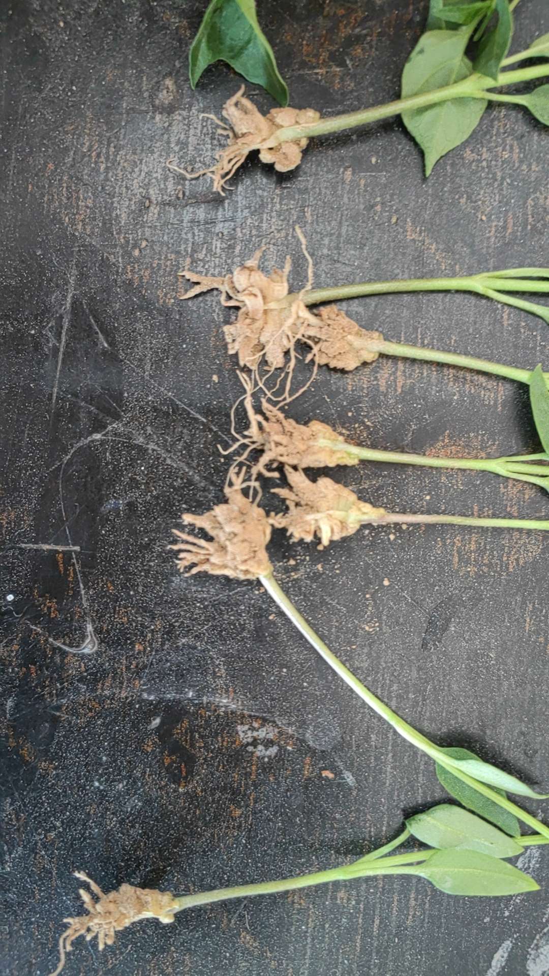 04-10尚新江·副研究员2025-04-10看像是根结线虫病