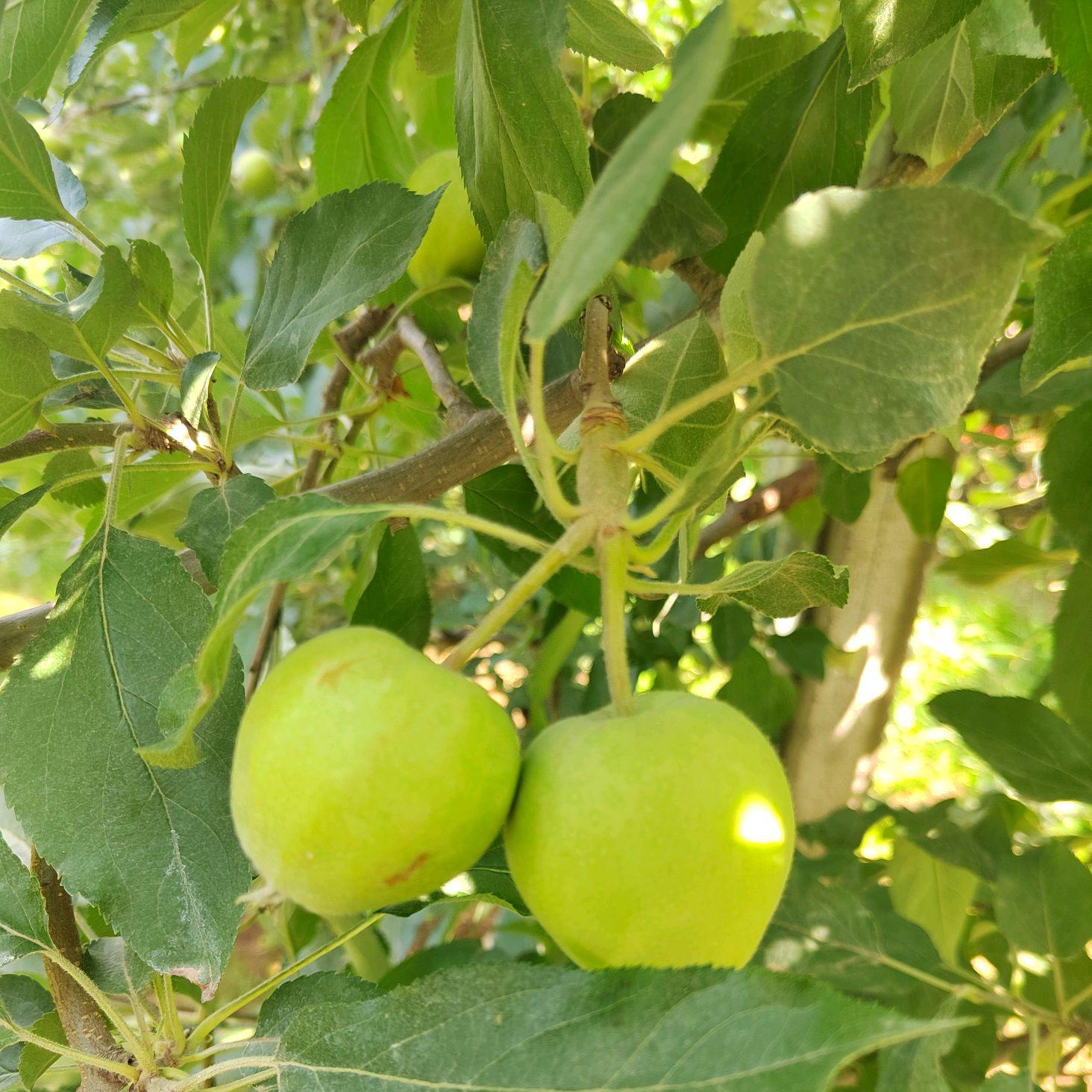 苹果圆斑病图片