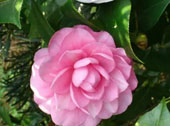 五色赤丹茶花