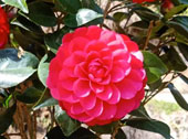 赤丹茶花
