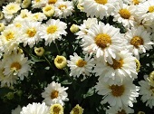 杭白菊