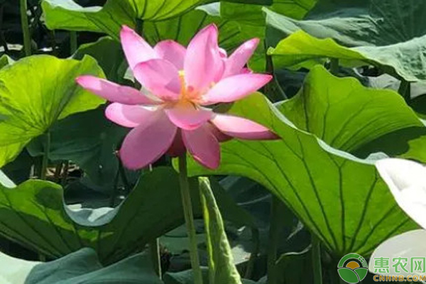 人工池塘種植荷花的步驟-圖片版權(quán)歸惠農(nóng)網(wǎng)所有