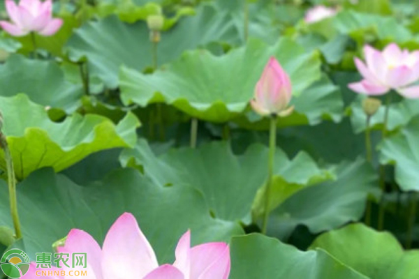 人工池塘種植荷花的步驟-圖片版權(quán)歸惠農(nóng)網(wǎng)所有