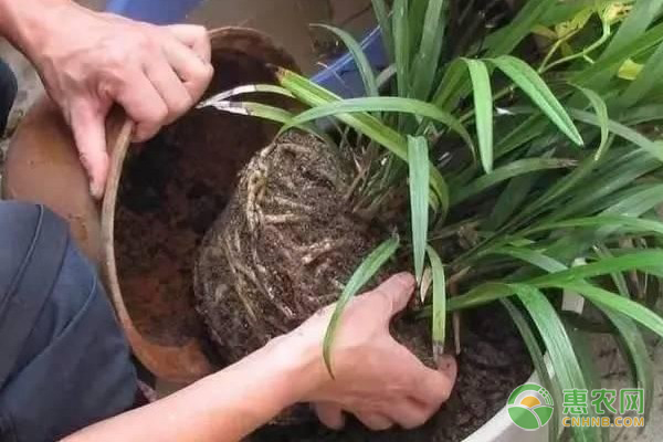 蘭花種植技術(shù)大全-圖片版權(quán)歸惠農(nóng)網(wǎng)所有