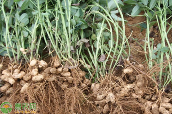 花生栽培種植技術(shù)-圖片版權(quán)歸惠農(nóng)網(wǎng)所有