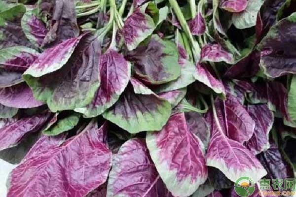 莧菜種植方法-圖片版權(quán)歸惠農(nóng)網(wǎng)所有