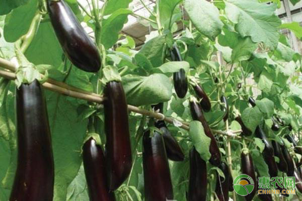 茄子種植技術(shù)與管理-圖片版權(quán)歸惠農(nóng)網(wǎng)所有