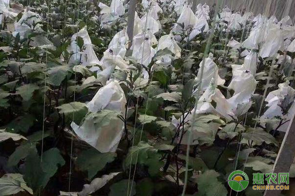 茄子种植时间和方法-图片版权归惠农网所有