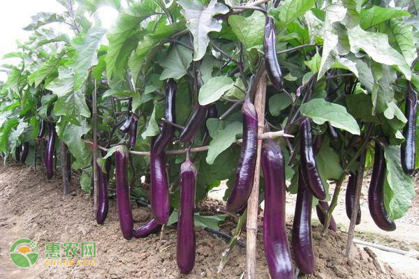 茄子種植技術(shù)與管理-圖片版權(quán)歸惠農(nóng)網(wǎng)所有