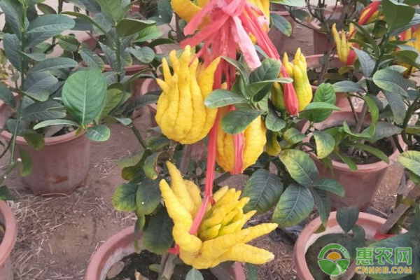 佛手種植技術(shù)與栽培管理-圖片版權(quán)歸惠農(nóng)網(wǎng)所有