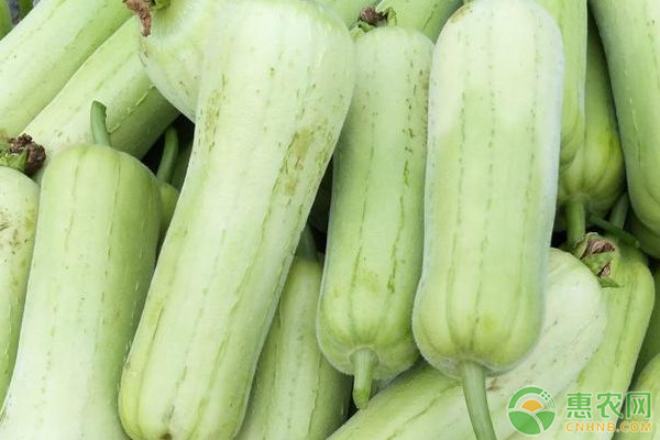 絲瓜什么時候種植最好？-圖片版權(quán)歸惠農(nóng)網(wǎng)所有