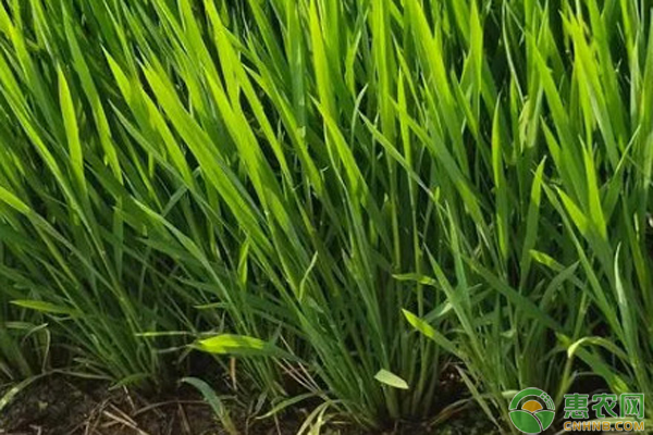 水稻拔節(jié)孕穗期的田間管理-圖片版權(quán)歸惠農(nóng)網(wǎng)所有