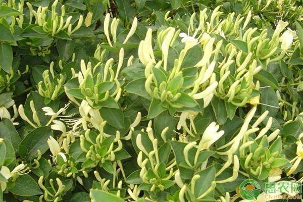 金銀花老樁怎么種植和管理？-圖片版權(quán)歸惠農(nóng)網(wǎng)所有
