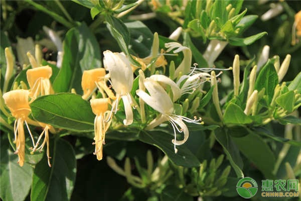 金銀花老樁怎么種植和管理？-圖片版權(quán)歸惠農(nóng)網(wǎng)所有
