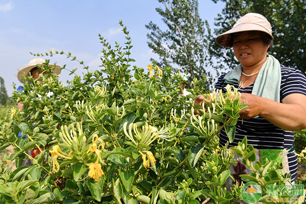 金銀花老樁怎么種植和管理？-圖片版權(quán)歸惠農(nóng)網(wǎng)所有