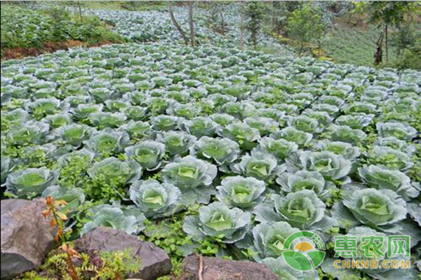 包菜種植時(shí)間和采收時(shí)間-圖片版權(quán)歸惠農(nóng)網(wǎng)所有