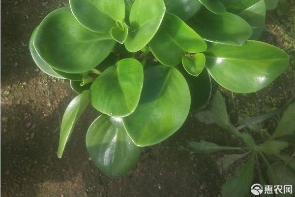 碧玉的養(yǎng)殖方法和澆水-圖片版權(quán)歸惠農(nóng)網(wǎng)所有