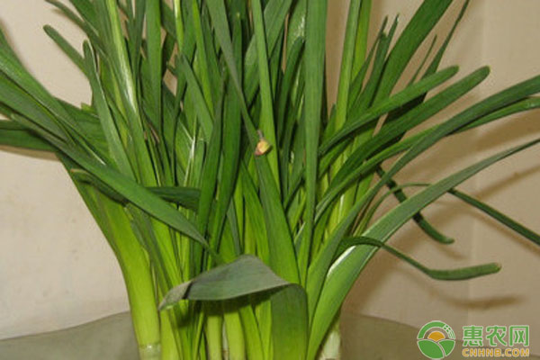 水仙花養(yǎng)殖方法(水培)-圖片版權(quán)歸惠農(nóng)網(wǎng)所有