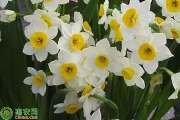 水仙花養(yǎng)殖方法(水培)-圖片版權(quán)歸惠農(nóng)網(wǎng)所有