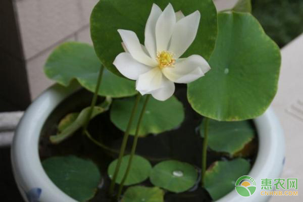 無土水培碗蓮的養(yǎng)殖方法-圖片版權(quán)歸惠農(nóng)網(wǎng)所有