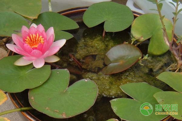 無土水培碗蓮的養(yǎng)殖方法-圖片版權(quán)歸惠農(nóng)網(wǎng)所有