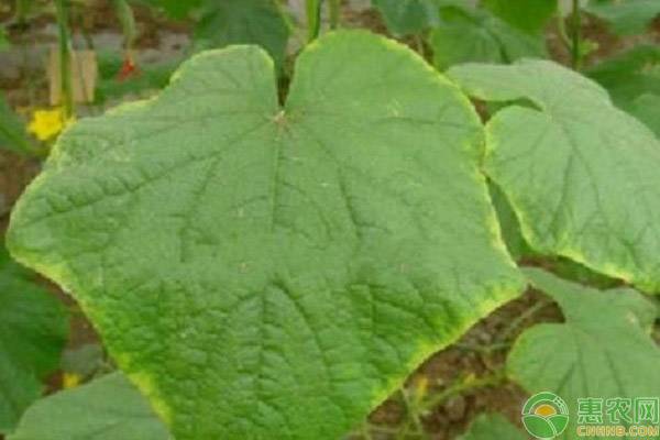 黃瓜高產(chǎn)種植技巧-圖片版權(quán)歸惠農(nóng)網(wǎng)所有