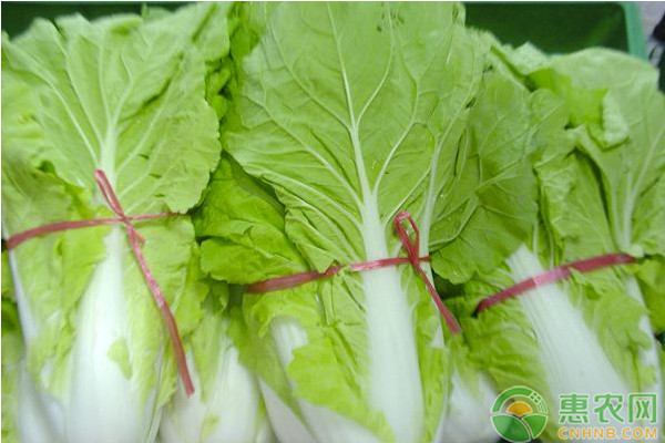白菜高產(chǎn)栽培技術(shù)要點-圖片版權(quán)歸惠農(nóng)網(wǎng)所有