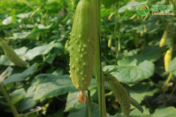 黃瓜高產(chǎn)種植技巧-圖片版權(quán)歸惠農(nóng)網(wǎng)所有