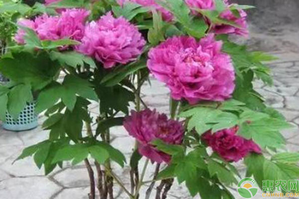 芍药花几月份移栽最好？-图片版权归惠农网所有