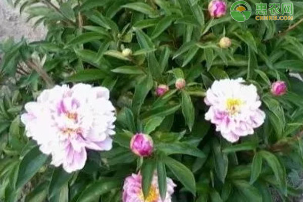 芍药花几月份移栽最好？-图片版权归惠农网所有