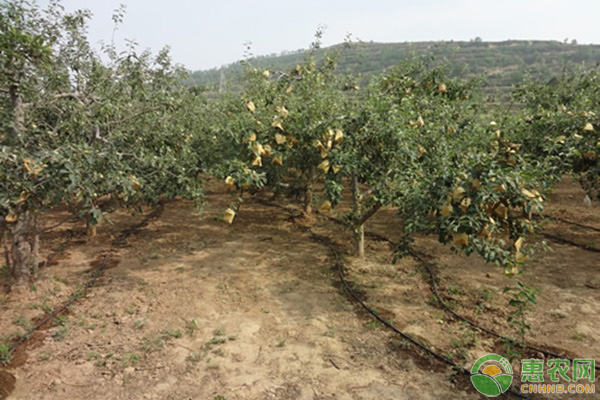 阿維菌素對紅蜘蛛有效果嗎？-圖片版權歸惠農(nóng)網(wǎng)所有