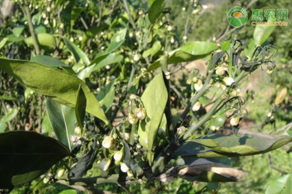 阿維菌素對紅蜘蛛有效果嗎？-圖片版權歸惠農(nóng)網(wǎng)所有