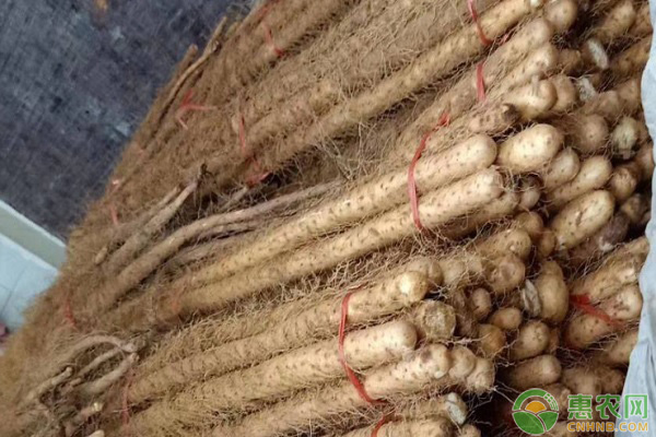 山藥種子怎么種植？-圖片版權(quán)歸惠農(nóng)網(wǎng)所有