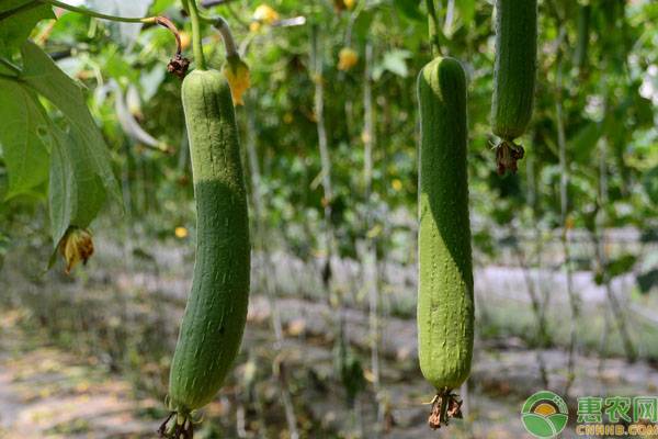 冬季大棚丝瓜种植方法-图片版权归惠农网所有