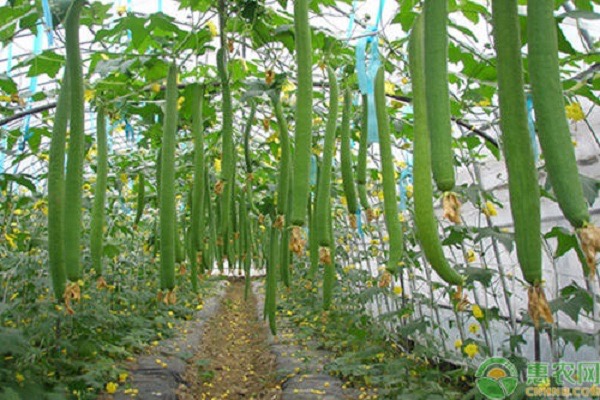 冬季大棚丝瓜种植方法-图片版权归惠农网所有