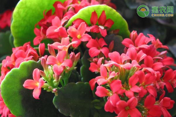 長(zhǎng)壽花扦插方法和注意事項(xiàng)-圖片版權(quán)歸惠農(nóng)網(wǎng)所有