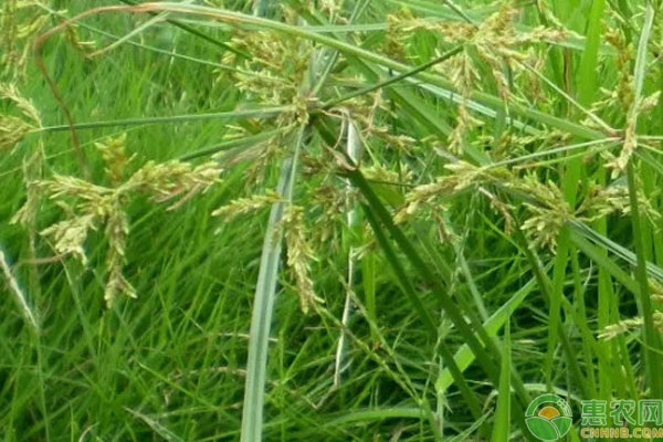 吡嘧磺隆使用禁忌-圖片版權(quán)歸惠農(nóng)網(wǎng)所有