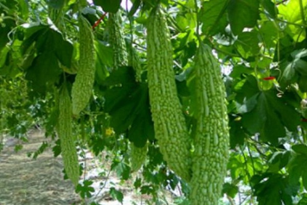 苦瓜高產(chǎn)栽培技術(shù)方法-圖片版權(quán)歸惠農(nóng)網(wǎng)所有