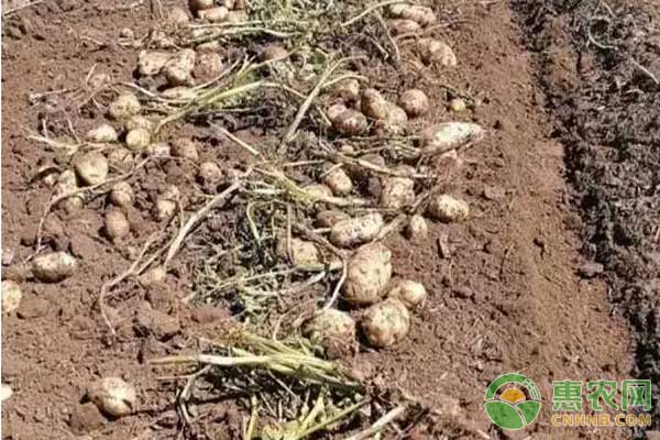 最新土豆高产栽培技术-图片版权归惠农网所有